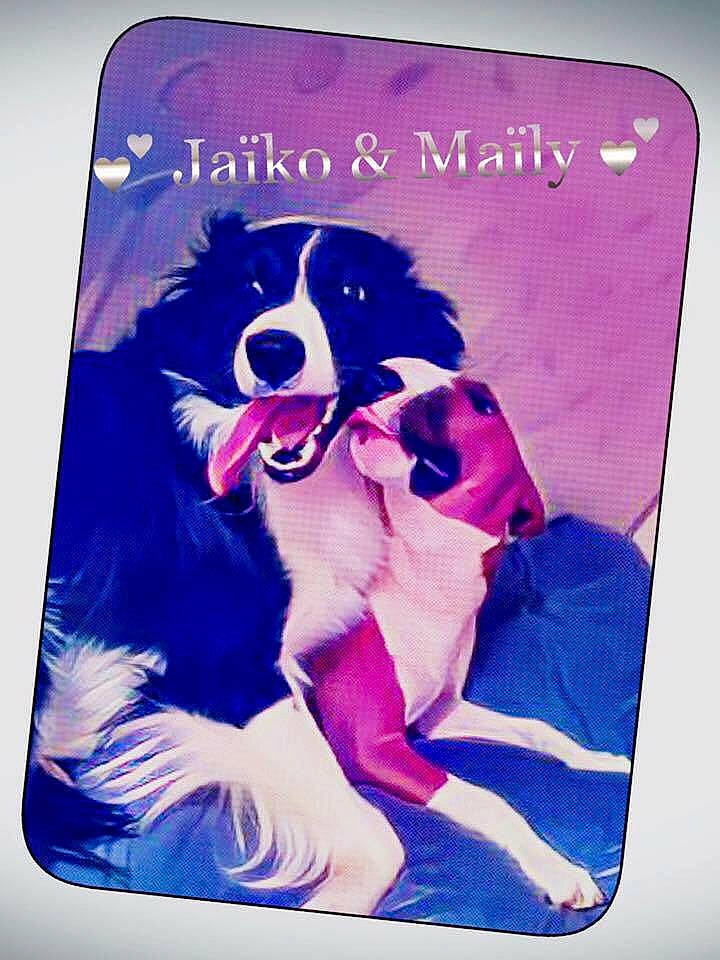Jaiko a rejoint le concours — aidez-le/la à gagner de superbes lots ! art, border_collie, canidae, carnivore, companion_dog, dog, dog_breed, dog_supply, electric_blue, electronic_device, font, giant_dog_breed, herding_dog, magenta, painting, pet_supply, rectangle, sporting_group, square, working_dog