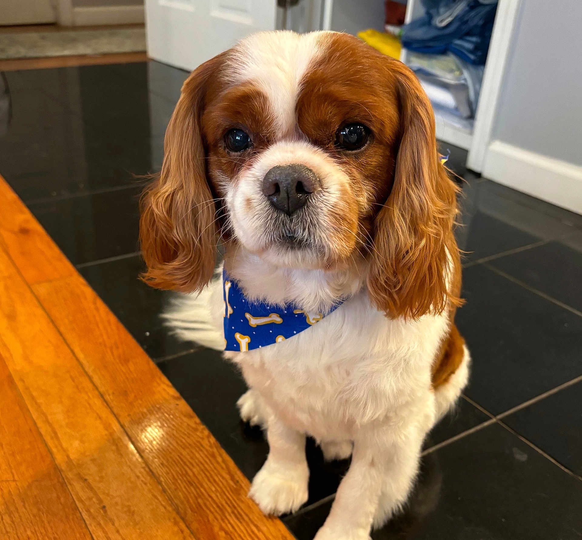 Hunter is registered to the contest to win money with this photo: dog, cavalier_king_charles_spaniel, pet, bandana, blue_bandana, indoor, floor, black_tile_floor, wooden_floor, cute, animal, fur, ears, portrait, sitting, looking_at_camera, domestic_dog, companion, closeup, adorable