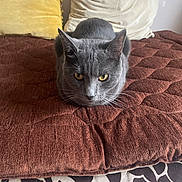 Noria Bensidhoum participe au concours pour gagner de l'argent avec cette photo : animal, bed, cat, cozy, cushion, cute, domestic_cat, fur, furniture, gray_cat, indoor, loaf_position, mammal, pet, pillow, relaxed, resting, texture, whiskers, yellow_eyes