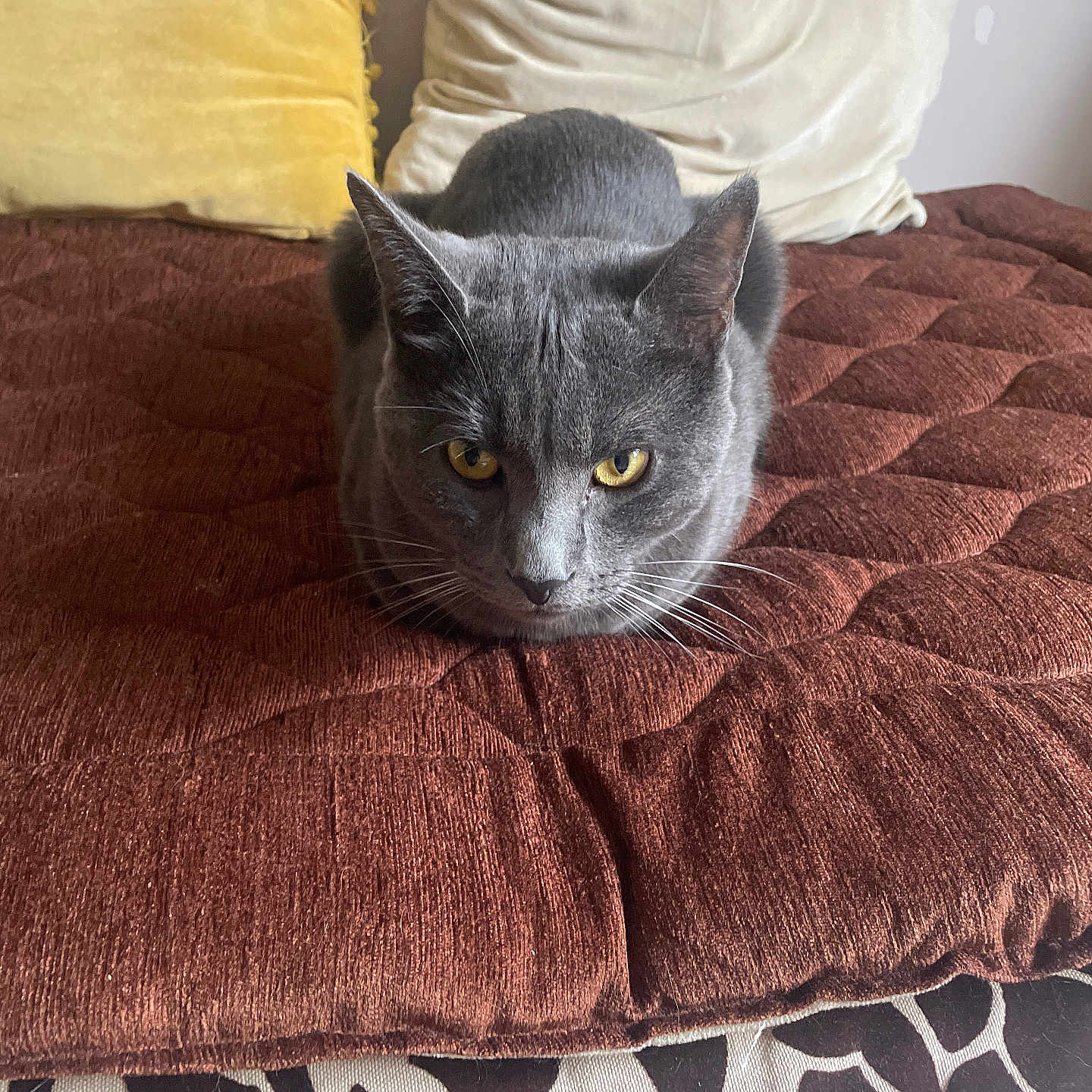 Noria Bensidhoum participe au concours pour gagner de l'argent avec cette photo : animal, bed, cat, cozy, cushion, cute, domestic_cat, fur, furniture, gray_cat, indoor, loaf_position, mammal, pet, pillow, relaxed, resting, texture, whiskers, yellow_eyes
