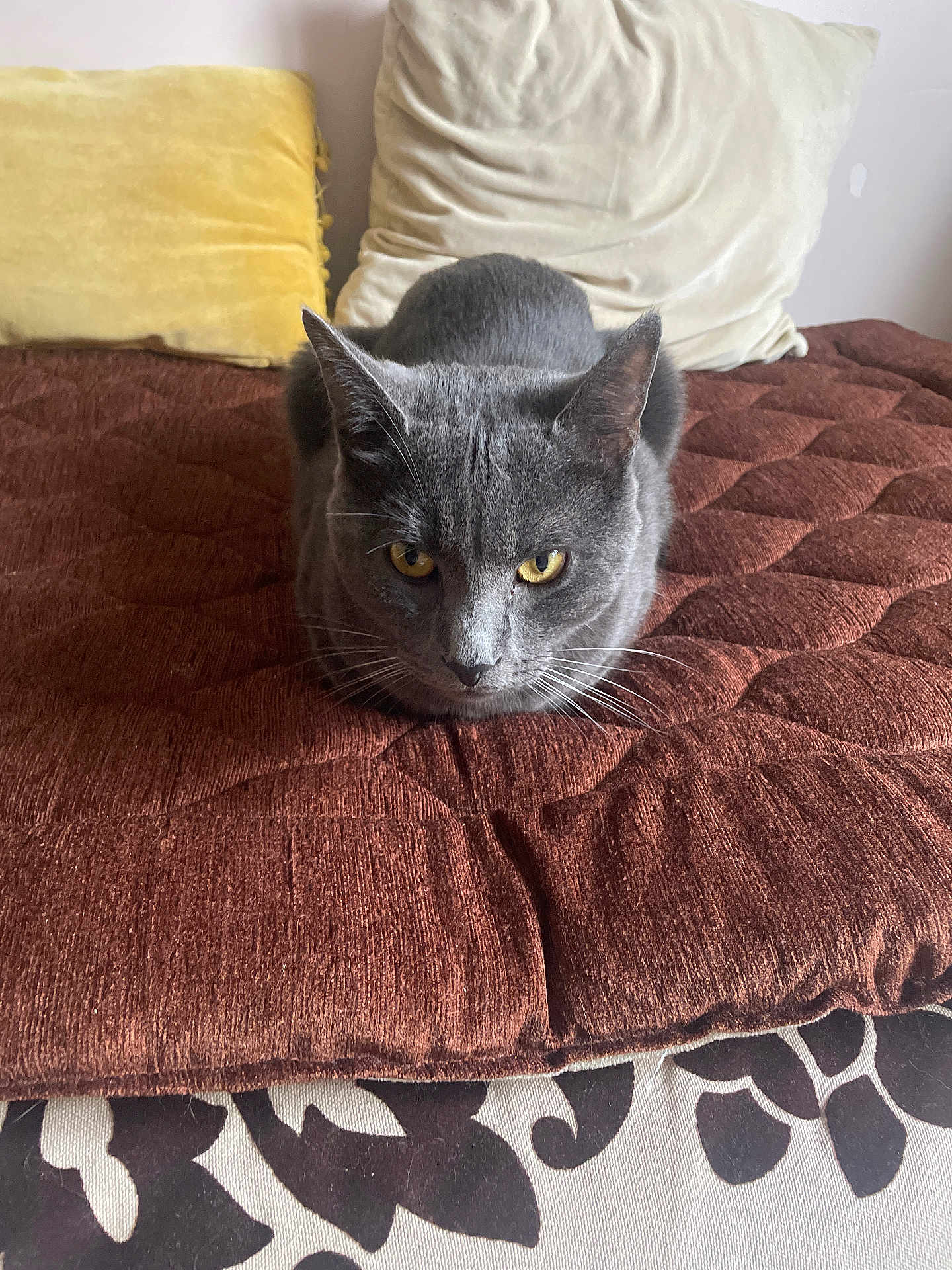 Noria Bensidhoum participe au concours pour gagner de l'argent avec cette photo : animal, bed, cat, cozy, cushion, cute, domestic_cat, fur, furniture, gray_cat, indoor, loaf_position, mammal, pet, pillow, relaxed, resting, texture, whiskers, yellow_eyes