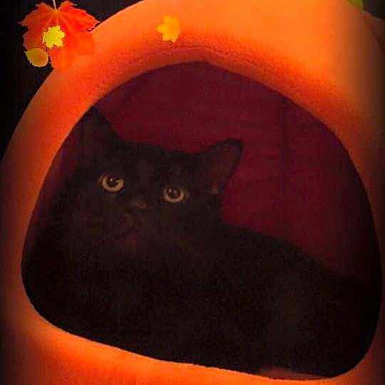 Sebastian joined the competition — help win amazing prizes! black, black_cat, cat, cat_like_mammal, computer_wallpaper, halloween, orange, small_to_medium_sized_cats, snout, vertebrate, whiskers