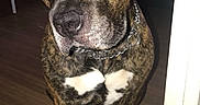 Paton a rejoint le concours — aidez-le/la à gagner de superbes lots ! animal, brindle, brown, canine, chain_collar, closeup, collar, companion, curious, dog, domestic_animal, doorway, floor, house, indoor, pet, portrait, sitting, white_paws, wooden_floor