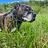 alert, animal, brindle, canine, clouds, collar, daylight, dog, fur, grass, greenery, leash, meadow, nature, outdoor, pet, profile, scenery, sky, wildflowers