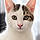 Dove