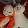 animal, bed, blanket, cat, comfort, cozy, cute, feline, indoor, nap, orange, pet, plush_toy, relaxing, resting, sleeping, snuggle, soft, toy, white_cat