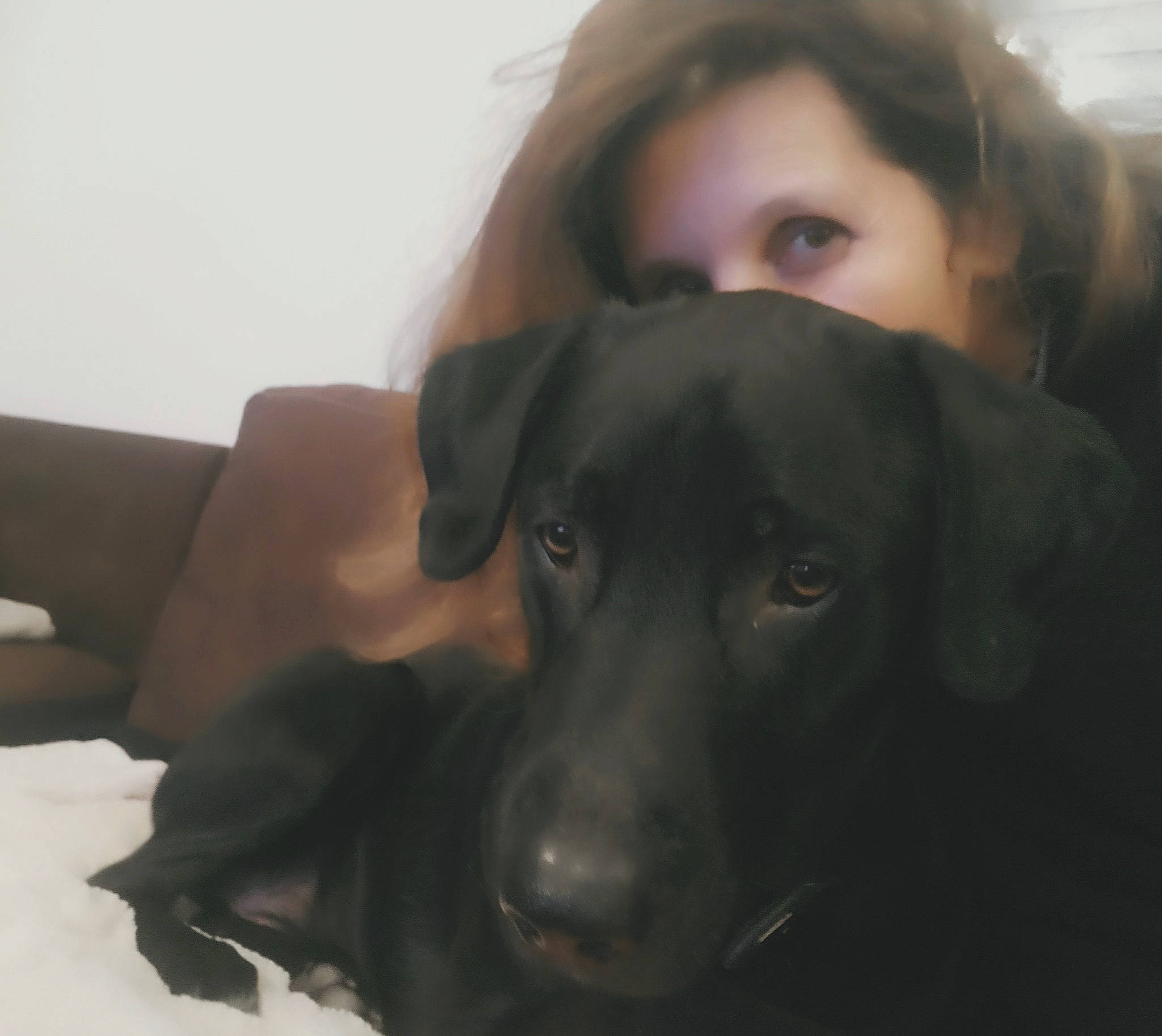 Stan participe au concours pour gagner de l'argent avec cette photo : borador, carnivore, comfort, companion_dog, dog, dog_breed, ear, eyelash, flash_photography, fur, gesture, hunting_dog, liver, nose, snout, sporting_group, whiskers, working_animal