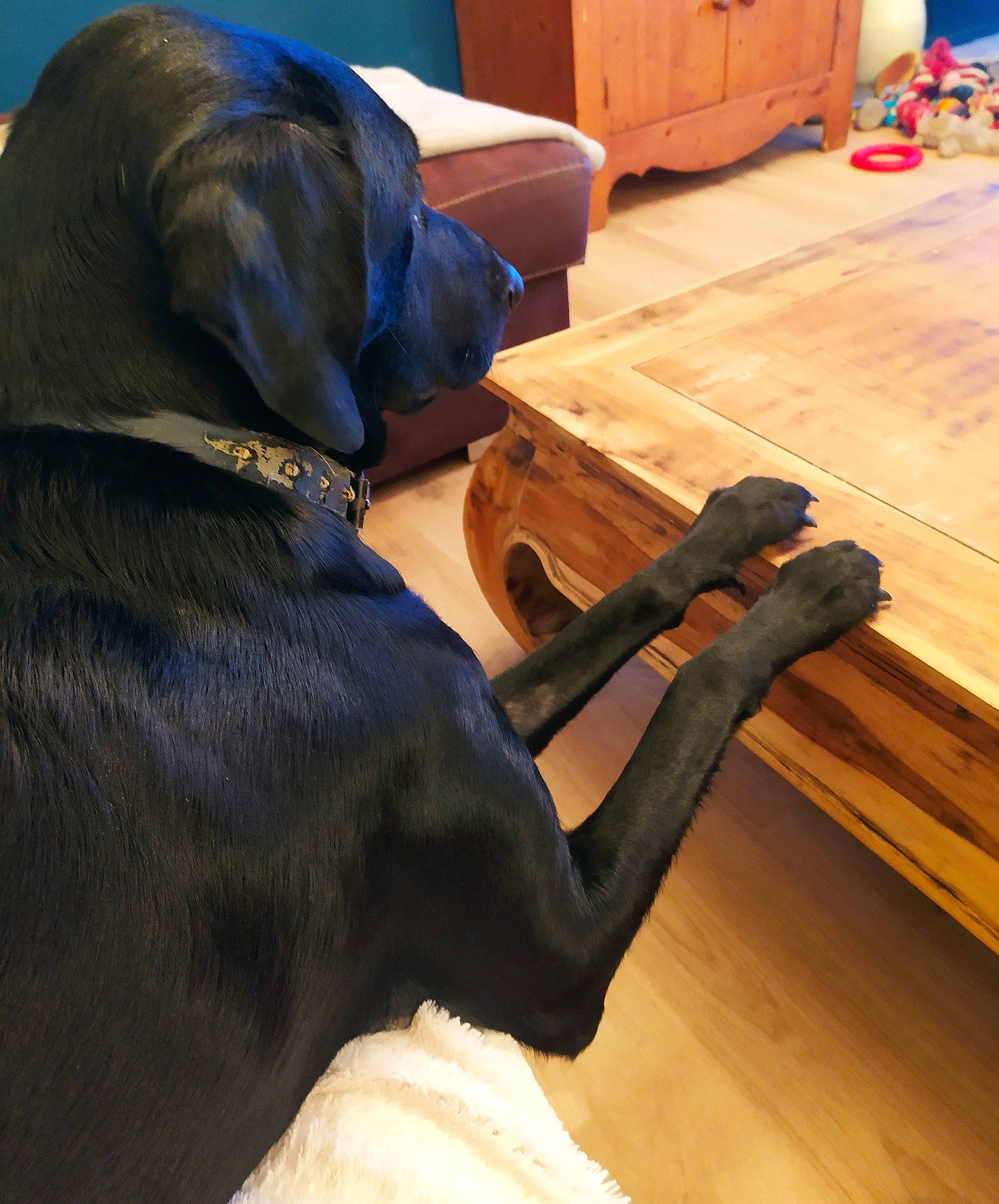 Stan a rejoint le concours — aidez-le/la à gagner de superbes lots ! cabinetry, carnivore, chest_of_drawers, collar, comfort, companion_dog, dog, dog_breed, dog_collar, drawer, floor, flooring, hardwood, laminate_flooring, liver, snout, varnish, wood, wood_stain, working_animal