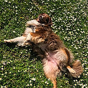 Roxane participe au concours pour gagner de l'argent avec cette photo : dog, grass, flowers, daisy, outdoor, sunlight, pet, happy, playful, nature, greenery, canine, fur, relaxation, summer, meadow, animal, cute, fluffy, sunny