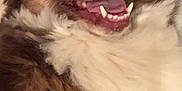 Roxane participe au concours pour gagner de l'argent avec cette photo : dog, close_up, fluffy, brown_and_white, teeth, tongue, wide_eyes, pet, animal, canine, fur, cute, lying_down, indoors, expression, playful, muzzle, nose, ears, happy