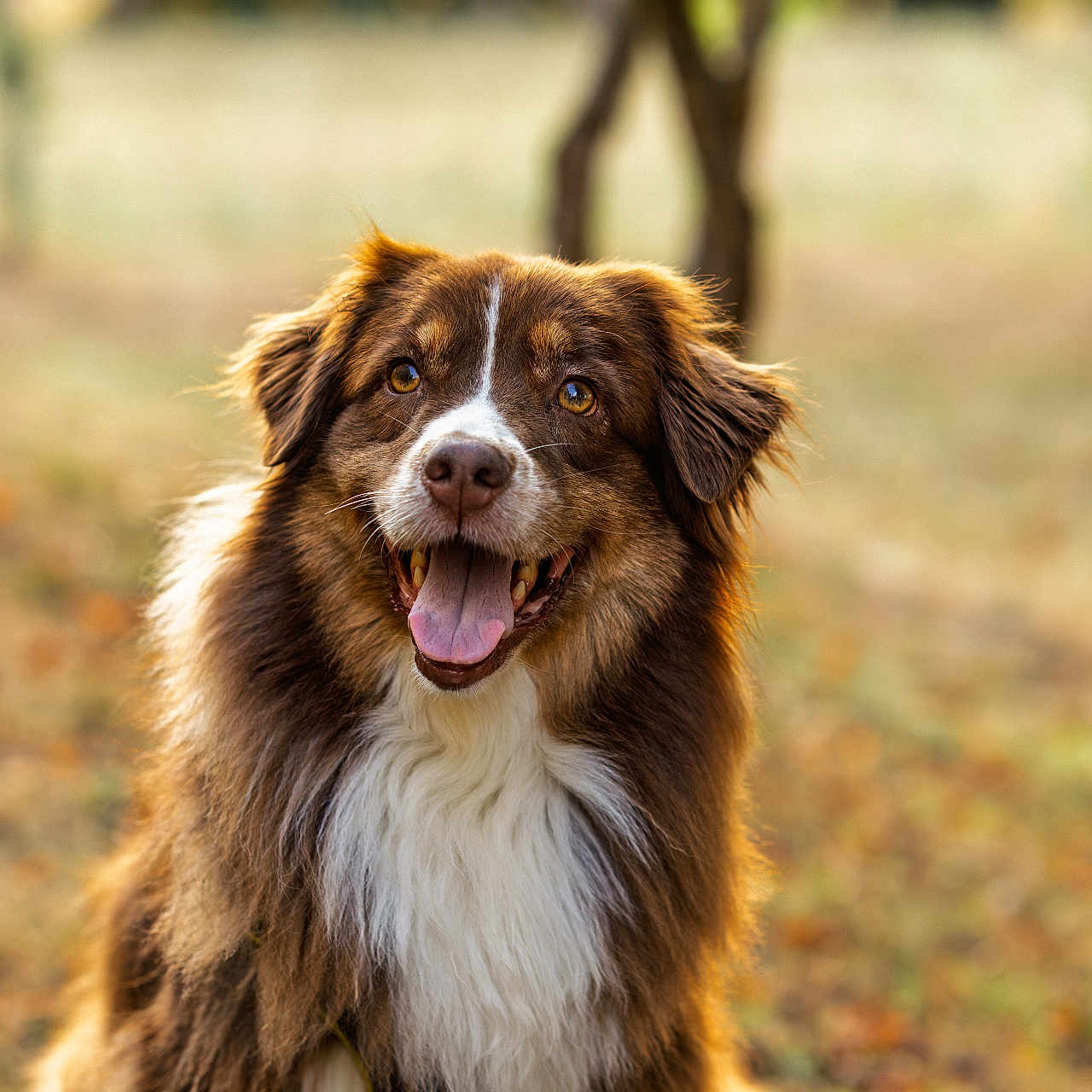 Roxane participe au concours pour gagner de l'argent avec cette photo : animal, australian_shepherd, autumn, brown, canine, daytime, dog, fluffy, fur, grass, happy, nature, outdoor, pet, portrait, sitting, sunlight, tongue_out, tree, white