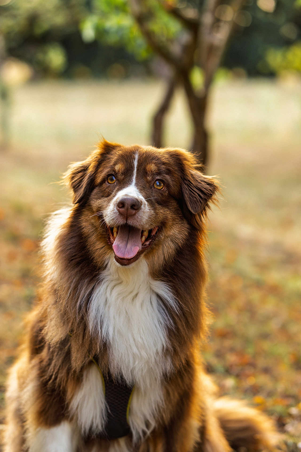 Roxane participe au concours pour gagner de l'argent avec cette photo : dog, australian_shepherd, brown, white, fluffy, outdoor, nature, autumn, sunlight, portrait, happy, tongue_out, animal, pet, fur, canine, sitting, tree, grass, daytime