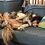 Roxane participe au concours pour gagner de l'argent avec cette photo : dog, couch, pillow, blanket, indoor, relaxing, fluffy, pet, sleeping, cozy, fur, paw, tail, living_room, rest, comfort, home, animal, canine, domestic