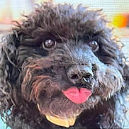 Sami is registered to the contest to win money with this photo: animal, black_dog, canine, close_up, curly_fur, cute, dog, domestic_animal, expression, face, friendly, fur, indoor, looking, nose, pet, playful, portrait, tongue_out, whiskers