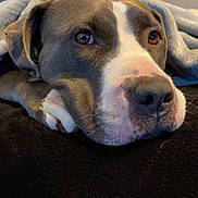 Thunder is registered to the contest to win money with this photo: blanket, brown_and_white, brown_eyes, canine, closeup, comfort, cozy, dog, fur, home, indoor, nose, paw, pet, portrait, relaxation, resting, sleepy, snuggled, soft_texture