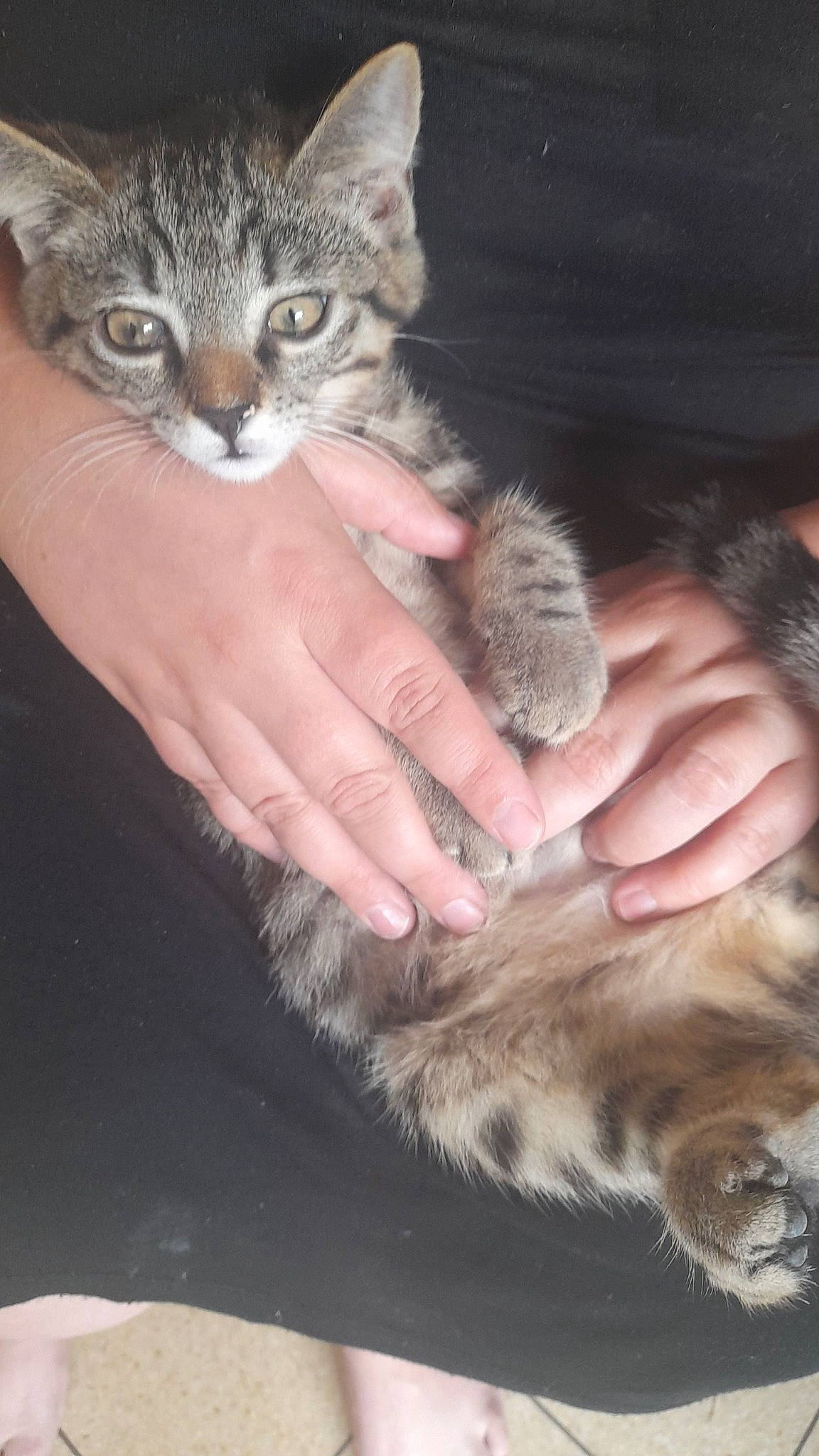 Simba participe au concours pour gagner de l'argent avec cette photo : carnivore, cat, claw, domestic_short_haired_cat, felidae, fur, gesture, paw, small_to_medium_sized_cats, snout, tail, terrestrial_animal, vertebrate, whiskers, wildlife