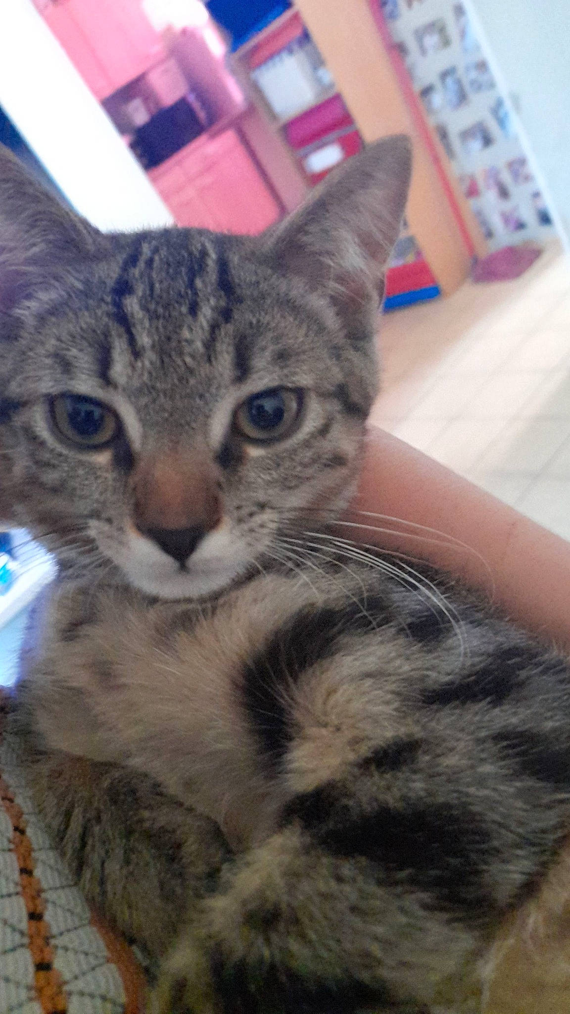 Simba a rejoint le concours — aidez-le/la à gagner de superbes lots ! carnivore, cat, claw, domestic_short_haired_cat, felidae, fur, nail, paw, small_to_medium_sized_cats, snout, terrestrial_animal, whiskers