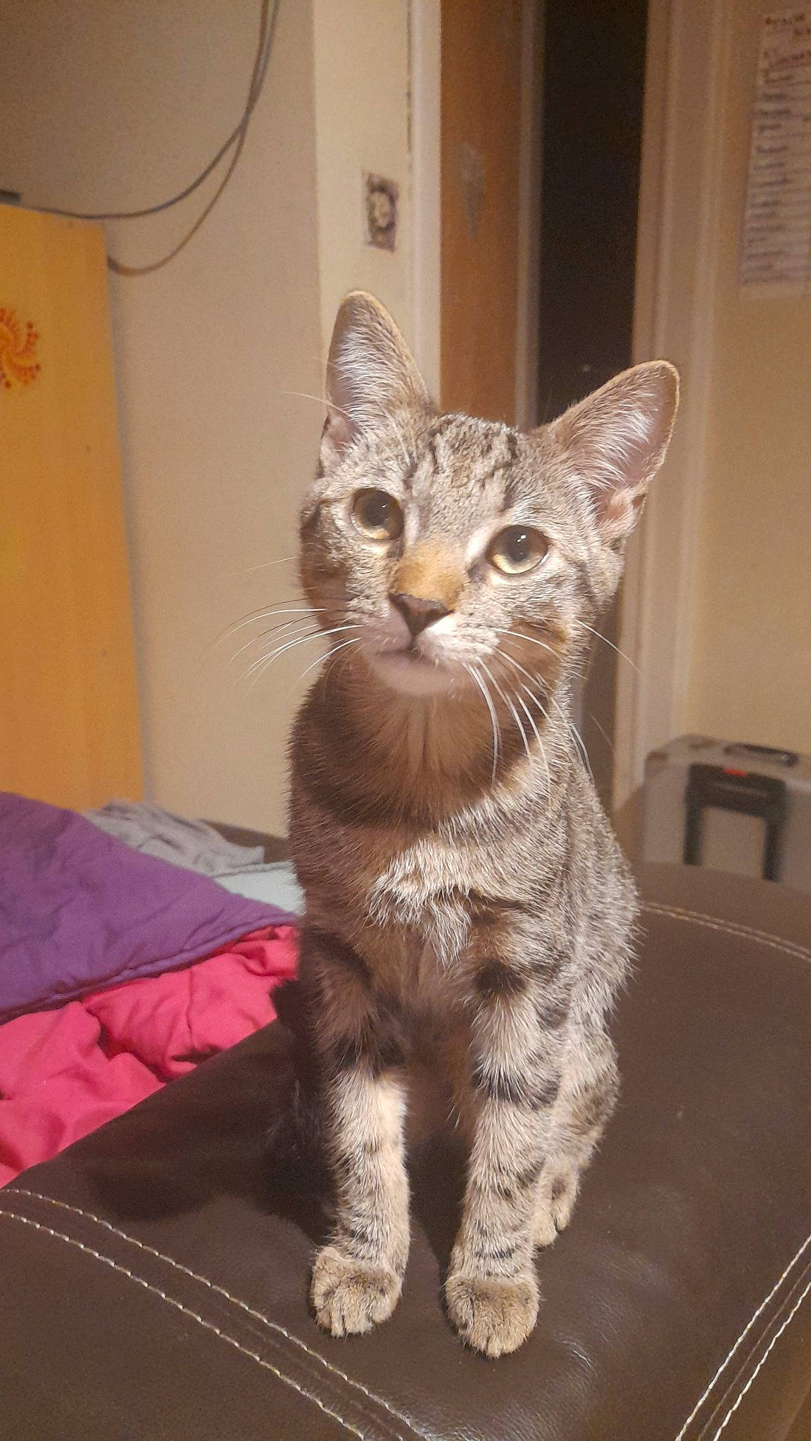 Simba participe au concours pour gagner de l'argent avec cette photo : carnivore, cat, cat_supply, chair, claw, comfort, domestic_short_haired_cat, door, fawn, felidae, flooring, fur, paw, small_to_medium_sized_cats, snout, tail, terrestrial_animal, whiskers, window