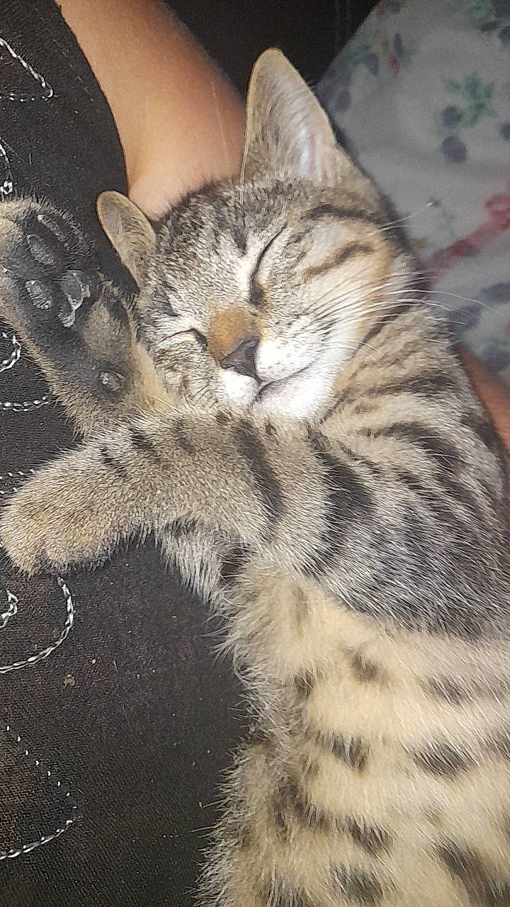 Simba participe au concours pour gagner de l'argent avec cette photo : carnivore, cat, claw, close_up, domestic_short_haired_cat, eye, felidae, fur, organism, paw, sitting, small_to_medium_sized_cats, snout, tail, terrestrial_animal, whiskers, wildlife