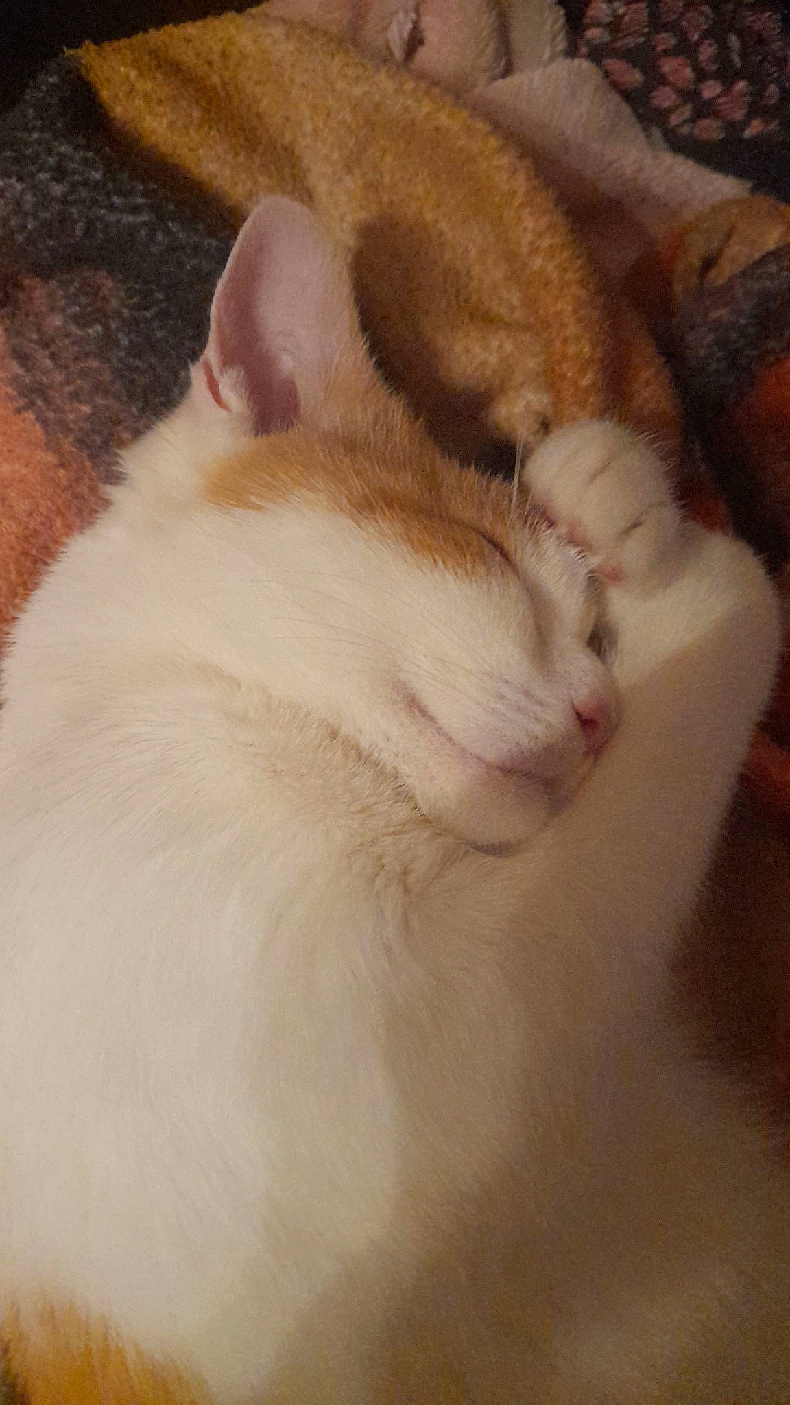 Coockie participe au concours pour gagner de l'argent avec cette photo : carnivore, cat, claw, comfort, domestic_short_haired_cat, ear, fawn, felidae, fur, nap, paw, sleep, small_to_medium_sized_cats, snout, tail, terrestrial_animal, whiskers