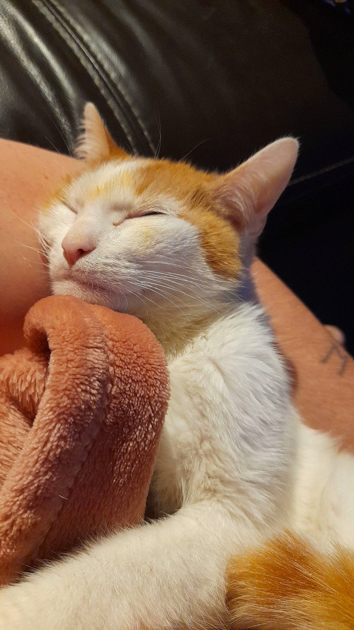 Coockie a rejoint le concours — aidez-le/la à gagner de superbes lots ! carnivore, cat, claw, comfort, ear, fawn, felidae, foot, fur, paw, small_to_medium_sized_cats, snout, tail, terrestrial_animal, whiskers, wildlife