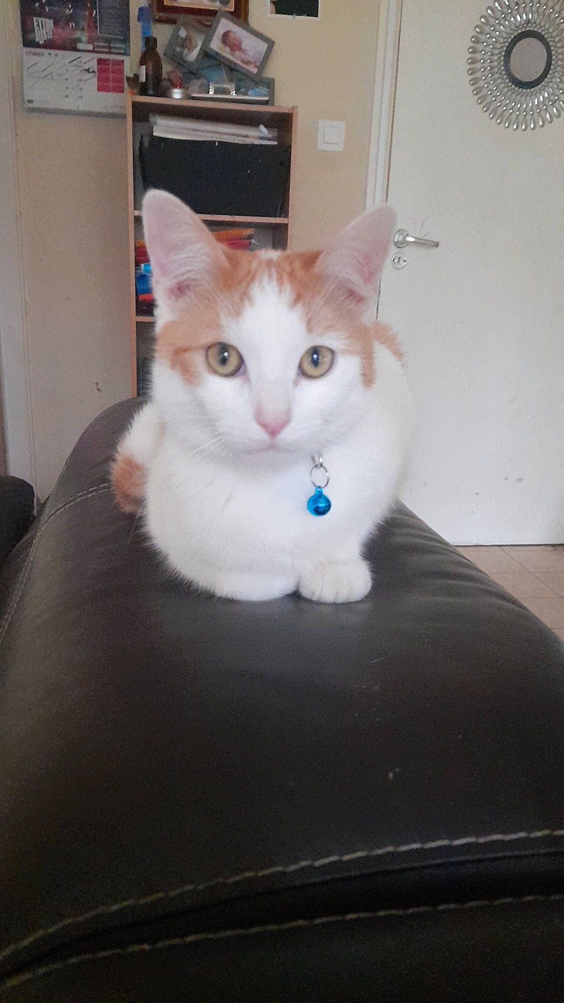 Coockie participe au concours pour gagner de l'argent avec cette photo : box, cardboard, carnivore, cat, cat_furniture, domestic_short_haired_cat, fawn, felidae, flooring, fur, hardwood, paw, picture_frame, shelf, sitting, small_to_medium_sized_cats, snout, tail, whiskers, wood