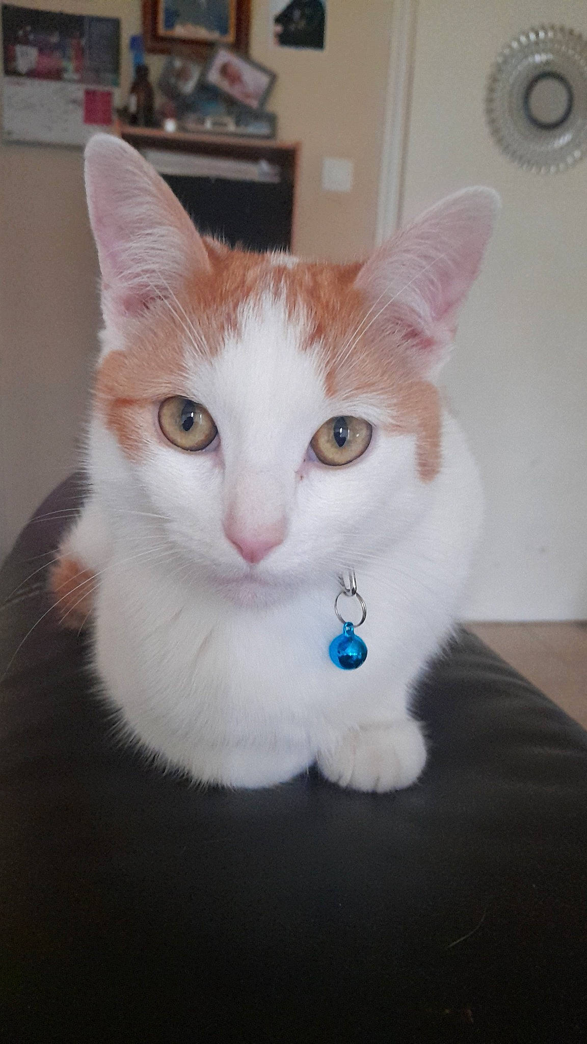 Coockie a rejoint le concours — aidez-le/la à gagner de superbes lots ! art, carnivore, cat, cat_furniture, circle, collar, domestic_short_haired_cat, ear, eye, fawn, felidae, fur, hair, head, paw, small_to_medium_sized_cats, snout, tail, whiskers, window