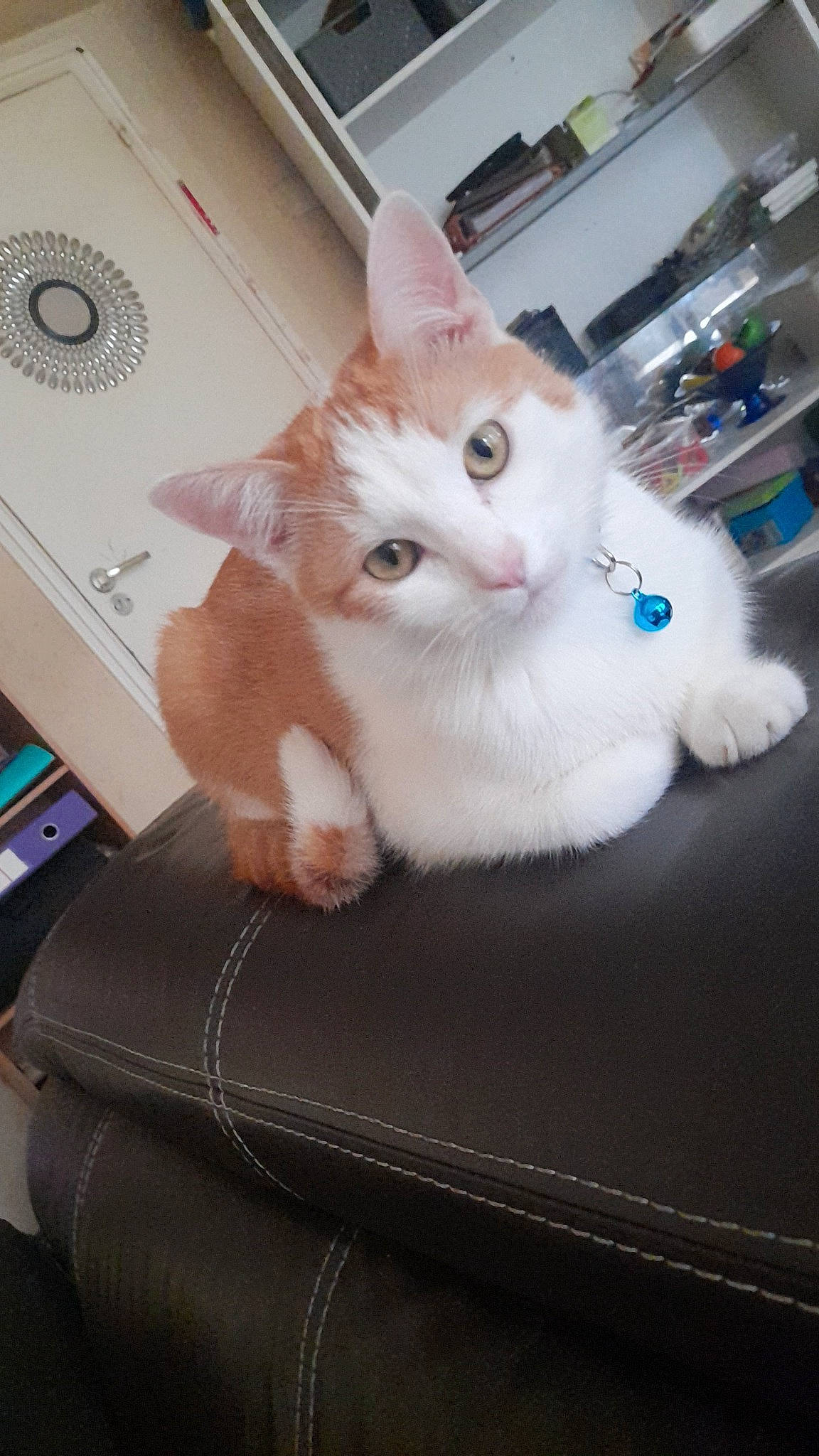 Coockie a rejoint le concours — aidez-le/la à gagner de superbes lots ! box, cardboard, carnivore, cat, claw, comfort, couch, domestic_short_haired_cat, drawer, eye, fawn, felidae, fur, paw, shelf, small_to_medium_sized_cats, snout, tail, whiskers, wood