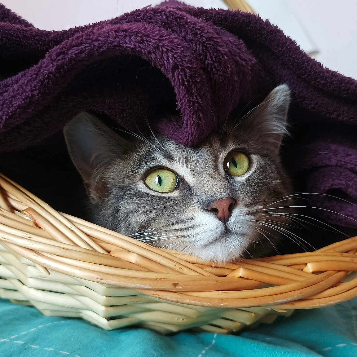 Mia