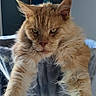 cat, ginger_cat, furry, stretching, indoor, pet, animal, cozy, long_paws, relaxed, home, fur, cute, domestic_cat, looking, whiskers, ears, face, resting, perch