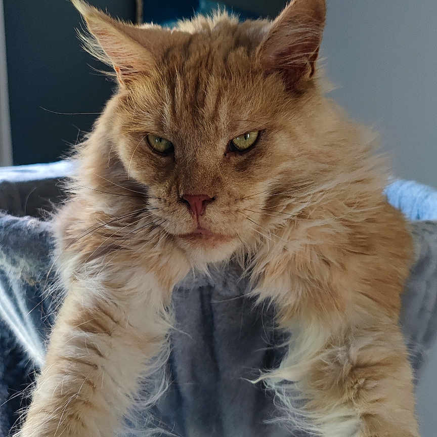 Simba