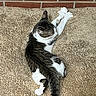 Mindy is registered to the contest to win money with this photo: cat, tabby, white, stretching, rug, textured_rug, brick_wall, indoor, pet, feline, relaxed, cozy, animal, fur, whiskers, paw, tail, resting, sleepy, home