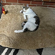 Mindy joined the competition — help win amazing prizes! cat, sleeping, rug, beige, brick_wall, indoor, cozy, pet, feline, resting, curled_up, paw, whiskers, toy, household, comfort, relaxation, fur, quiet, domestic
