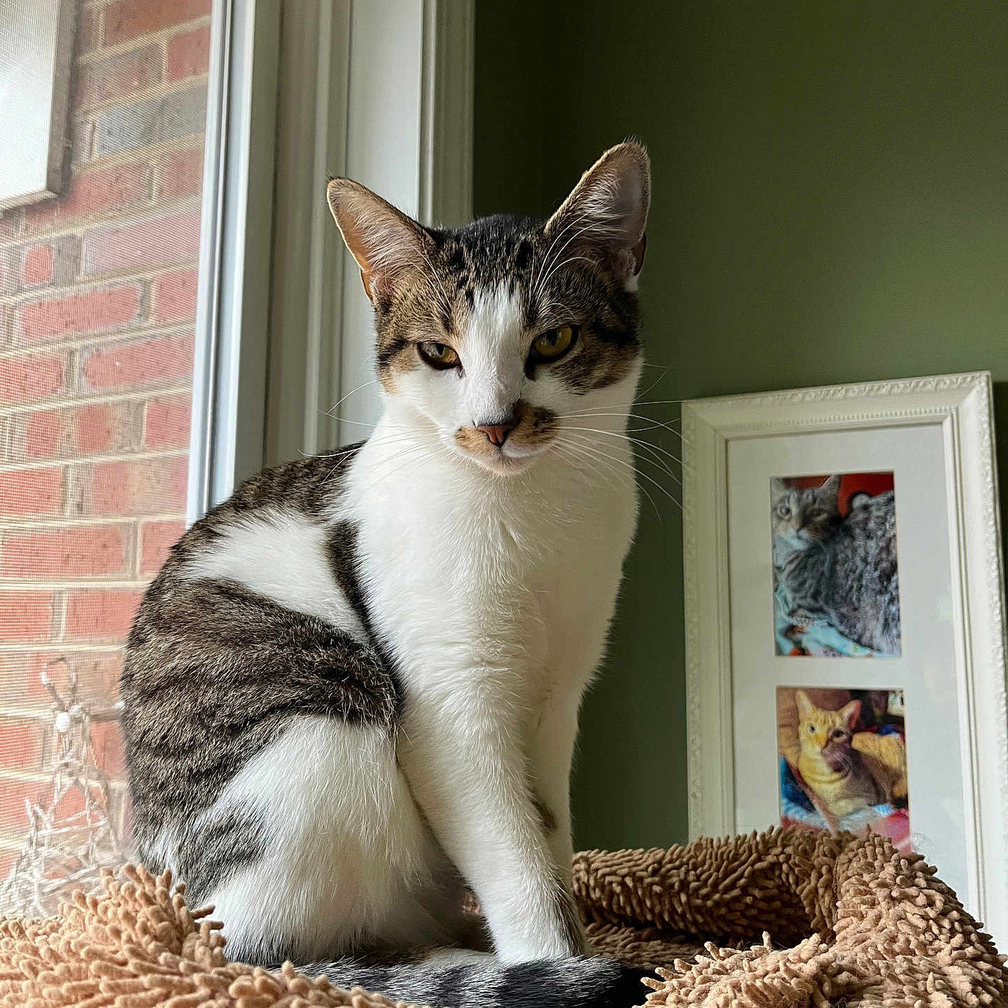 Mindy is registered to the contest to win money with this photo: cat, tabby, white_fur, pet, window, indoor, framed_photo, green_wall, brown_bed, cozy, feline, animal, portrait, natural_light, relaxed, sitting, domestic_cat, whiskers, ears, face