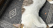 Mindy joined the competition — help win amazing prizes! cat, indoor, lying_down, yellow_eyes, fur, curious, patterned_rug, gray_rug, white_fur, brown_spots, pet, animal, whiskers, ears, floor, relaxed, looking_up, cozy, home, mammal