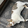 cat, indoor, lying_down, yellow_eyes, fur, curious, patterned_rug, gray_rug, white_fur, brown_spots, pet, animal, whiskers, ears, floor, relaxed, looking_up, cozy, home, mammal