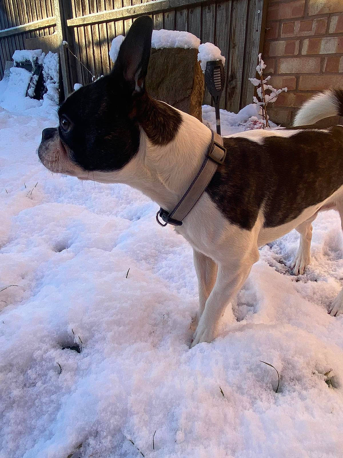 Hugo joined the competition — help win amazing prizes! carnivore, collar, companion_dog, dog, dog_breed, dog_collar, dog_supply, door, fawn, freezing, leash, mammal, pet_supply, snout, snow, sporting_group, tail, window, winter, working_animal