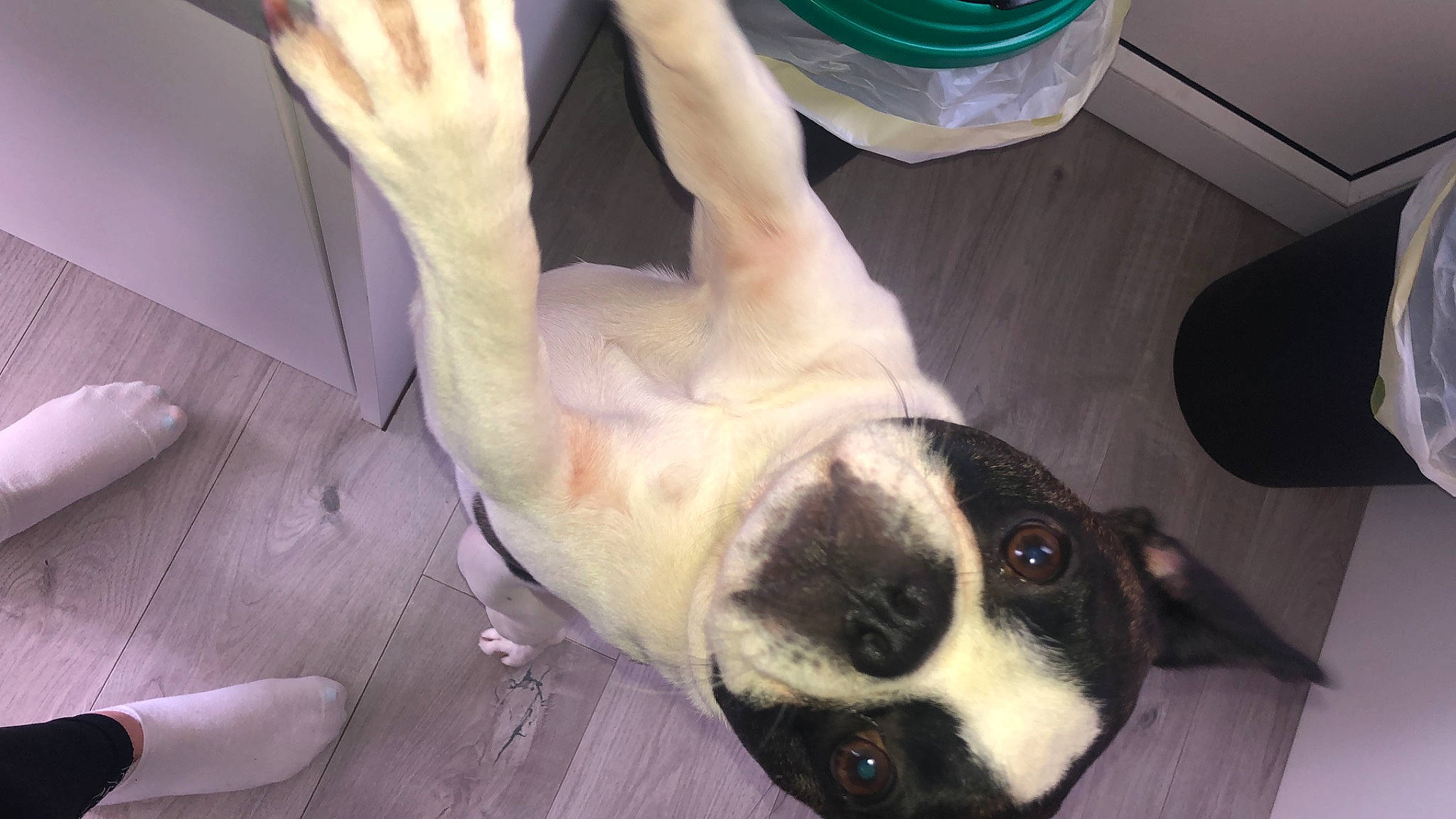 Hugo joined the competition — help win amazing prizes! canidae, carnivore, collar, comfort, companion_dog, dog, dog_breed, dog_supply, fang, fawn, foot, fur, paw, pet_supply, sporting_group, tail, terrestrial_animal, whiskers, window, working_animal