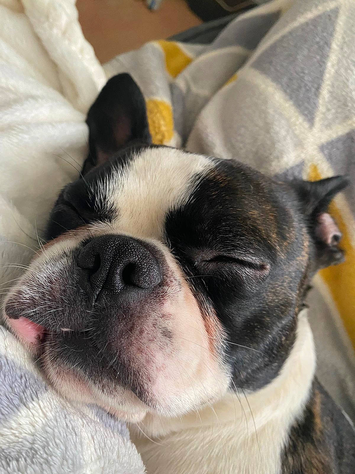 Hugo is registered to the contest to win money with this photo: bored, boston_terrier, canidae, carnivore, comfort, companion_dog, dog, dog_breed, ear, eye, fawn, french_bulldog, fur, head, snout, sporting_group, terrestrial_animal, toy_dog, whiskers, working_animal