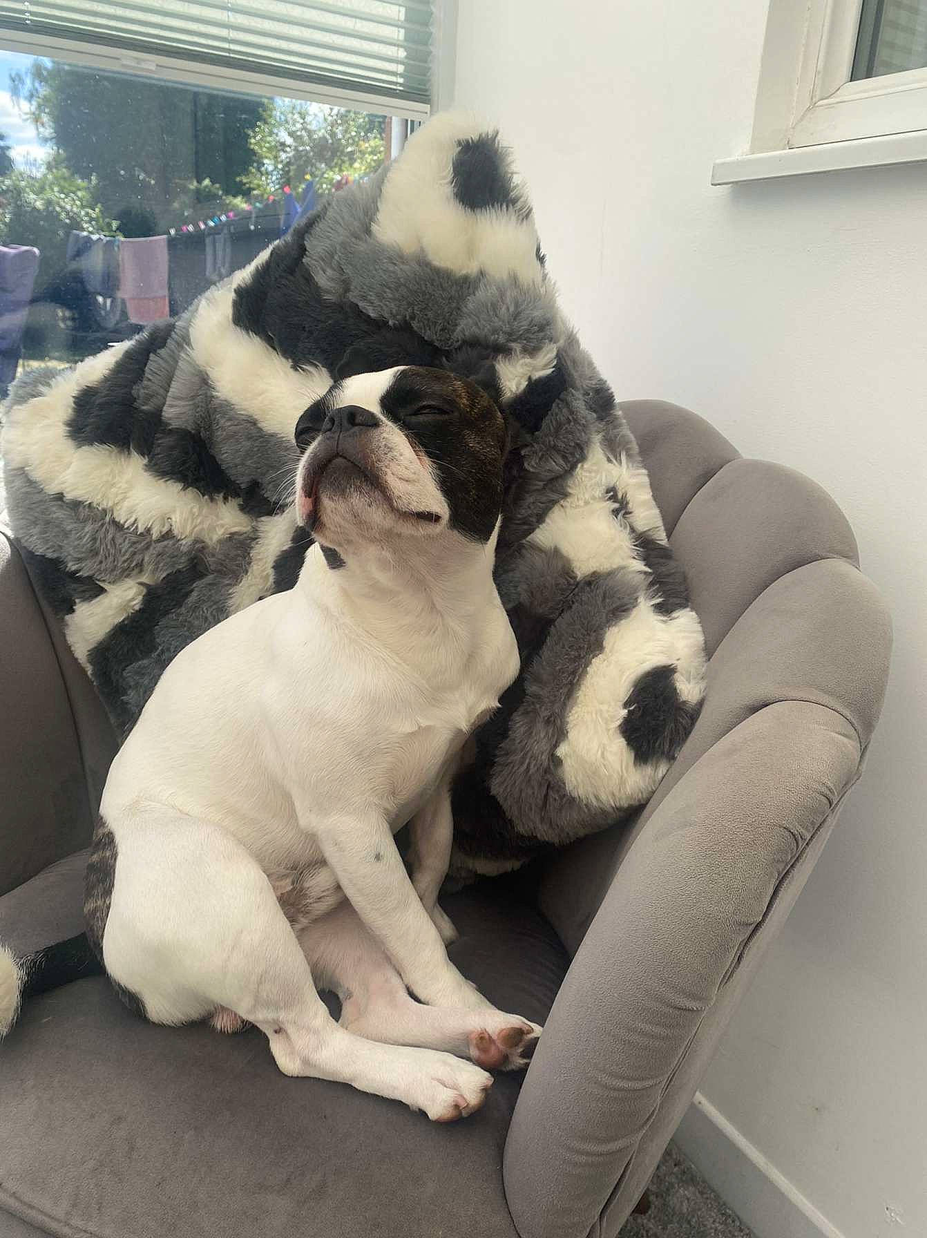 Hugo joined the competition — help win amazing prizes! canidae, carnivore, collar, comfort, companion_dog, dog, dog_breed, fawn, felidae, fur, human_leg, paw, snout, sporting_group, stuffed_toy, tail, terrestrial_animal, whiskers, window, working_animal