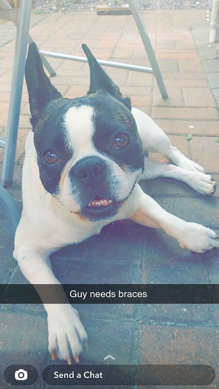 Hugo is registered to the contest to win money with this photo: boston_terrier, canidae, carnivore, companion_dog, dog, dog_breed, dog_collar, fawn, flooring, grass, non_sporting_group, plant, selfie, snout, sporting_group, square, tail, whiskers, window, working_animal