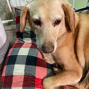 Annie joined the competition — help win amazing prizes! animal, beagle, bed, blanket, canine, couch, crib, cushion, dog, furniture, goldenretriever, homedecor, hound, labradorretriever, linen, person, pet, puppy, quilt, sleeping