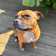 Romy participe au concours pour gagner de l'argent avec cette photo : dog, brown_dog, pet, outdoor, wooden_deck, sunlight, green_leaves, blurred_background, close_up, animal, canine, sitting, portrait, daylight, nature, sunny, fur, ears, nose, whiskers