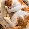 cat, sleeping, curled_up, ginger, white, feline, pet, animal, fur, paws, tail, cozy, bed, blanket, indoors, close_up, resting, cute, relaxed, portrait
