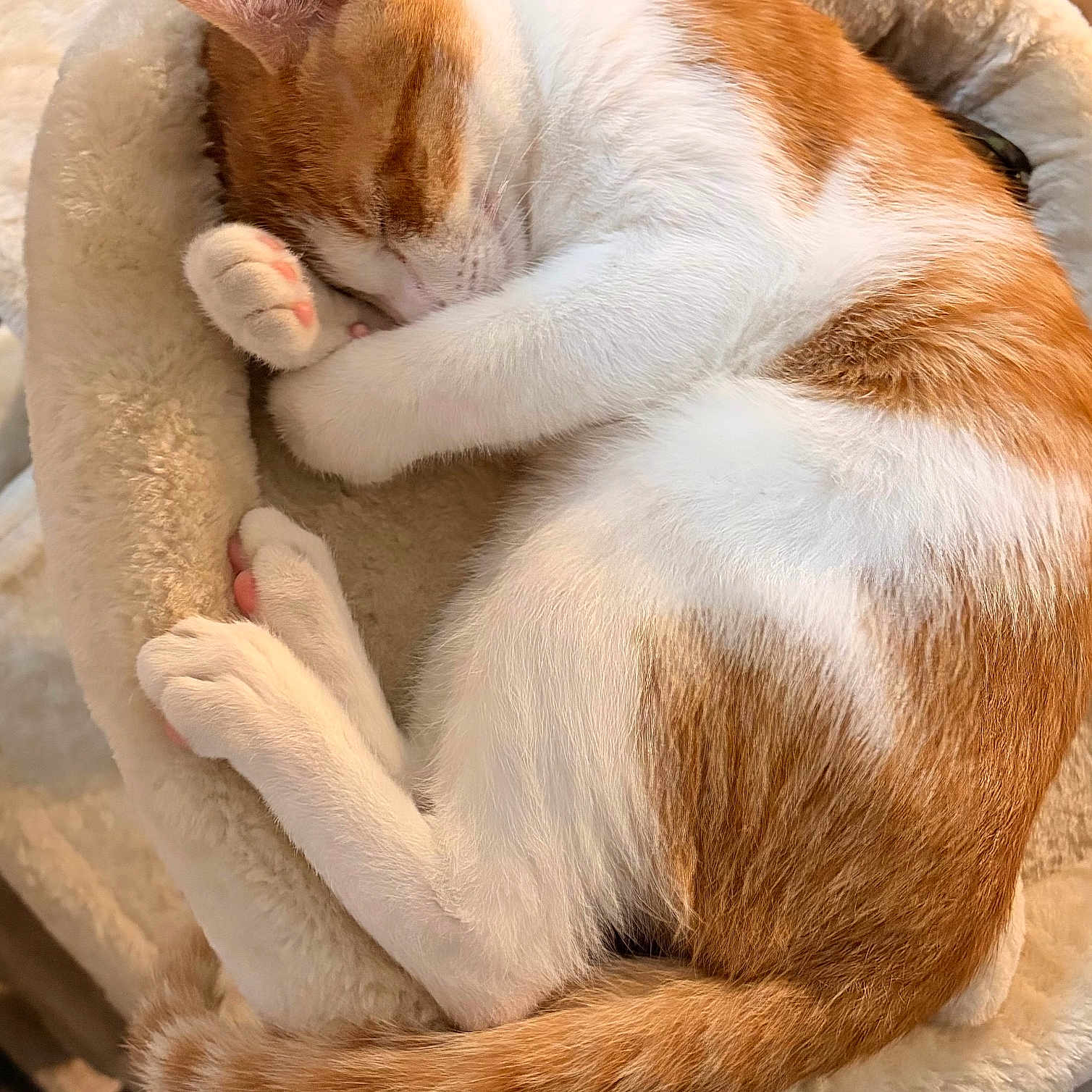 Biscuit