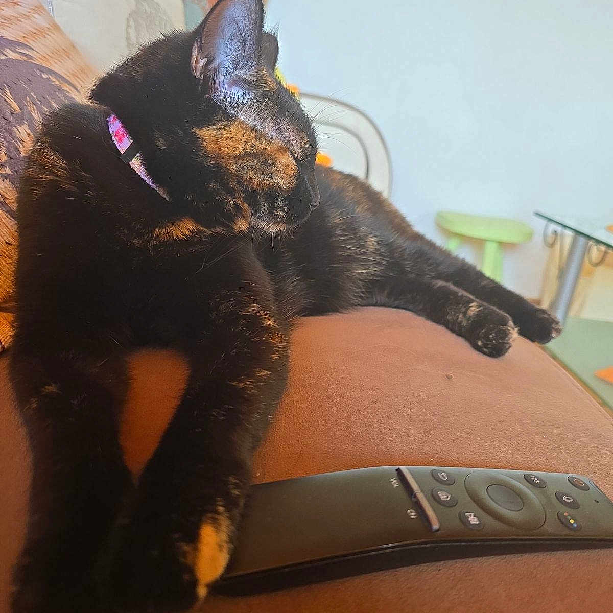 Rebelle participe au concours pour gagner de l'argent avec cette photo : animal, bed, bedroom, blackcat, blanket, cat, couch, cushion, electronics, furniture, hardwood, homedecor, indoors, kitten, person, pet, room, sleeping, stainedwood, wood
