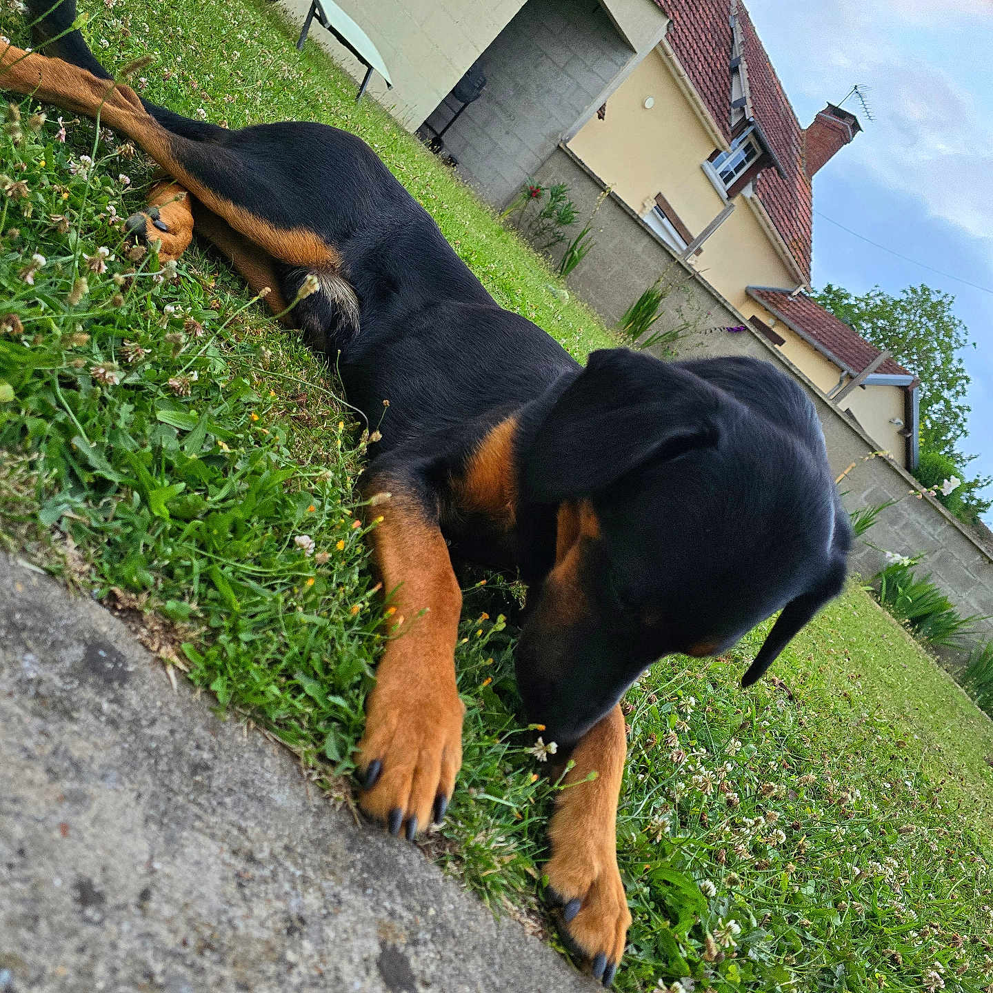Oscar