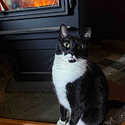 Kiki joined the competition — help win amazing prizes! cat, tuxedo_cat, fireplace, indoor, pet, whiskers, green_eyes, sitting, hearth, wood_floor, tile_floor, close_up, black_and_white, fur, paws, curious, cozy, night, portrait, looking_up