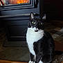 cat, tuxedo_cat, fireplace, indoor, pet, whiskers, green_eyes, sitting, hearth, wood_floor, tile_floor, close_up, black_and_white, fur, paws, curious, cozy, night, portrait, looking_up