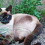 Blaky participe au concours pour gagner de l'argent avec cette photo : cat, siamese_cat, blue_eyes, grass, outdoor, nature, animal, pet, feline, fur, resting, ground, greenery, plant, gravel, curious, eyes, mammal, wildlife, closeup